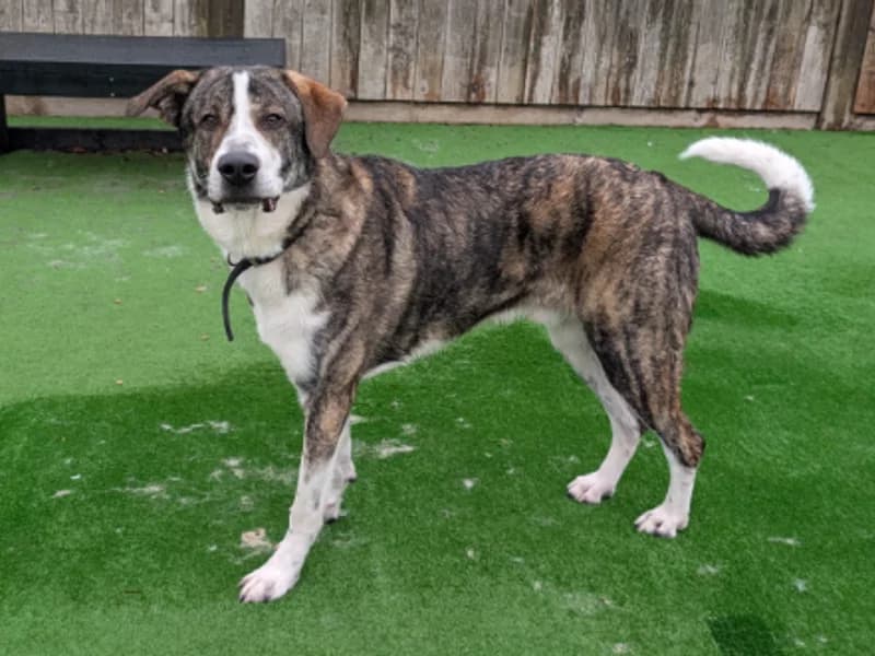 Sherbert, male young Mixed Breed for adoption at Dogs Trust Loughborough, Wymeswold