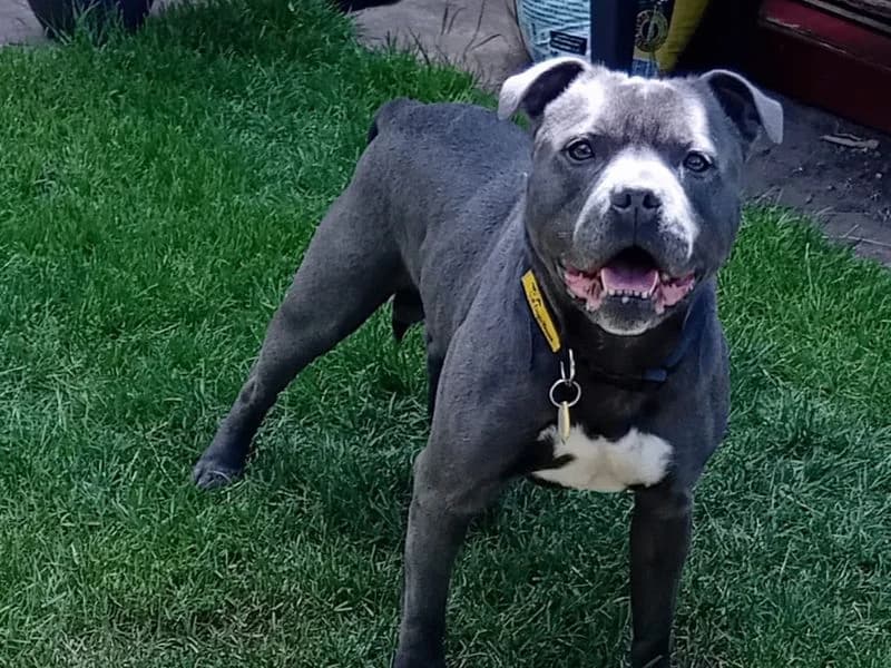 Zeus, male 5yo Staffordshire Bull Terrier for adoption at Dogs Trust Loughborough, Wymeswold