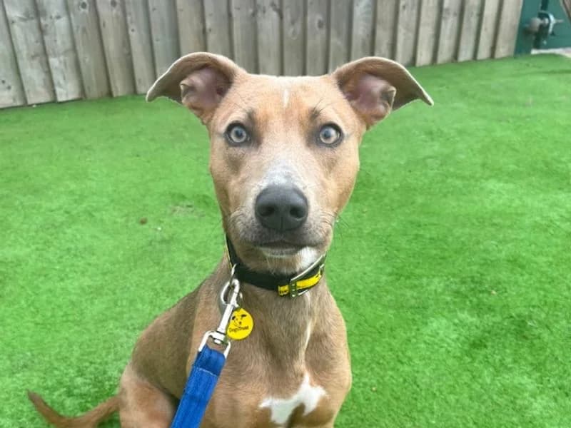 Cinnamon, female puppy Whippet for adoption at Dogs Trust Loughborough, Wymeswold