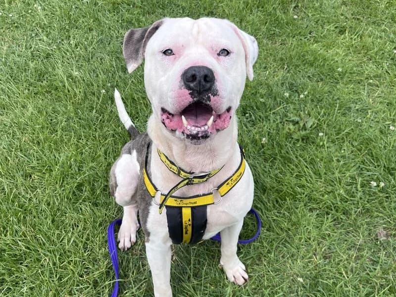Reggie, male young English Bulldog for adoption at Dogs Trust Loughborough, Wymeswold
