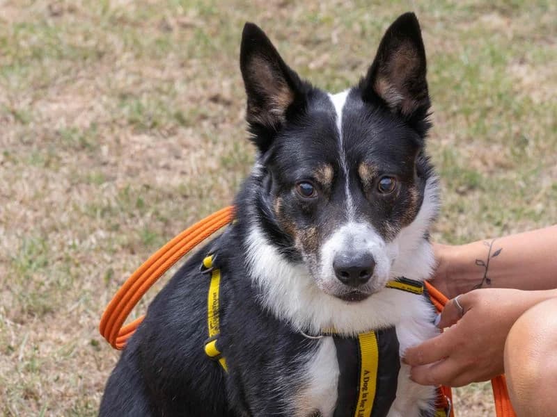 Ziggy, male 6yo Border Collie for adoption at Dogs Trust Loughborough, Wymeswold
