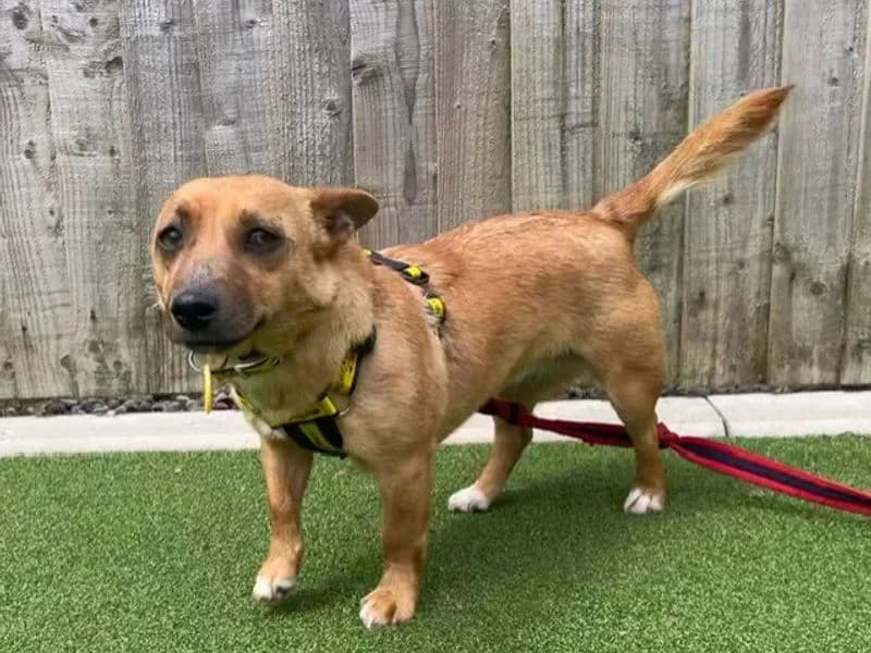 Ginger, female 3yo Jack Russell Terrier for adoption at Dogs Trust Loughborough, Wymeswold