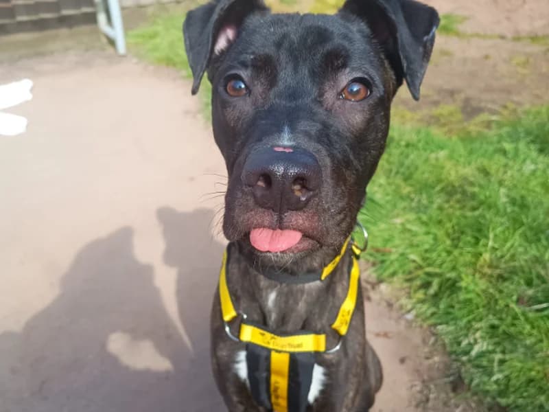 Gelato, male puppy Mixed Breed for adoption at Dogs Trust Loughborough, Wymeswold
