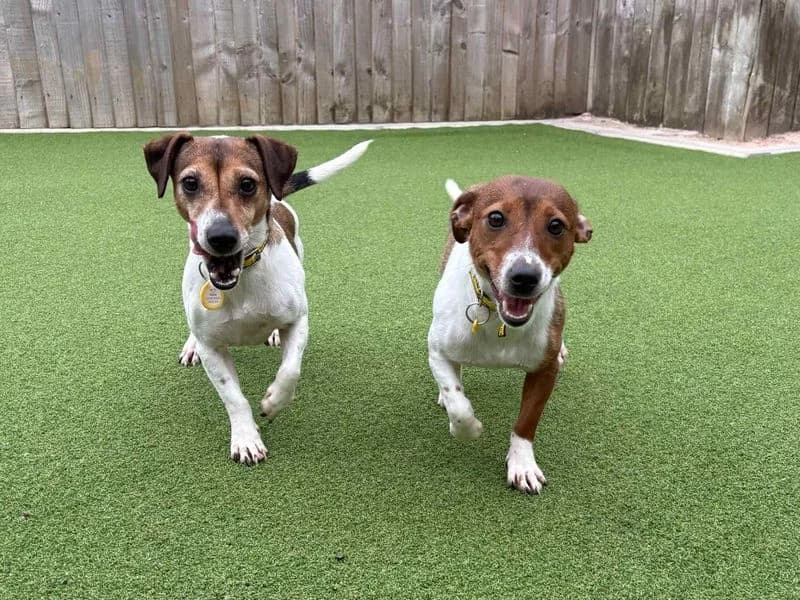 Marigold, female young Jack Russell Terrier for adoption at Dogs Trust Loughborough, Wymeswold