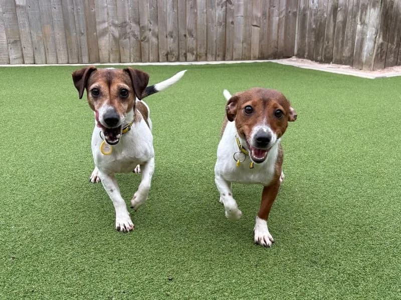 Marigold, female young Jack Russell Terrier for adoption at Dogs Trust Loughborough, Wymeswold
