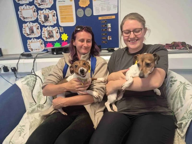 Peony, female 3yo Jack Russell Terrier for adoption at Dogs Trust Loughborough, Wymeswold
