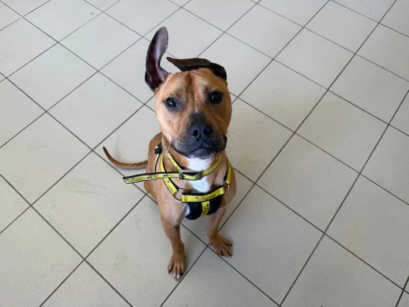 Squash, male young Staffordshire Bull Terrier for adoption at Dogs Trust Loughborough, Wymeswold