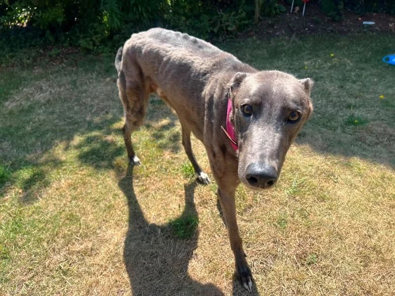 Winner, male 5yo Greyhound for adoption at Dogs Trust Loughborough, Wymeswold