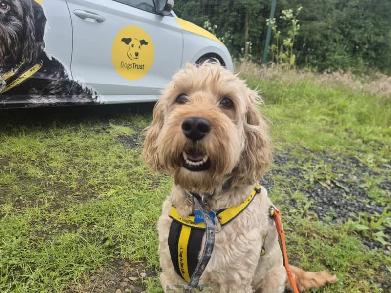 Charlie, male senior Cocker Spaniel for adoption at Dogs Trust Loughborough, Wymeswold