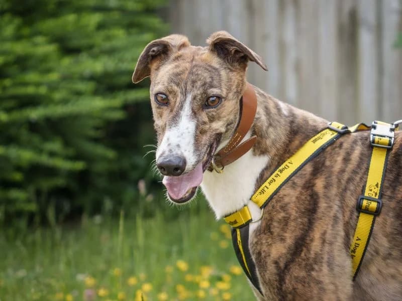 Senna, female young Greyhound for adoption at Dogs Trust Loughborough, Wymeswold