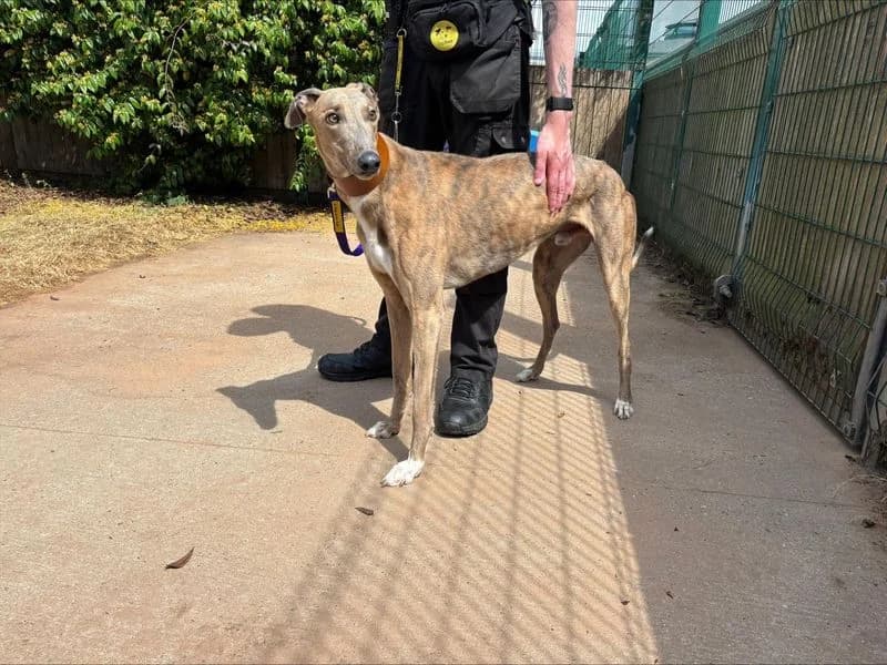 Hamilton, male 4yo Greyhound for adoption at Dogs Trust Loughborough, Wymeswold