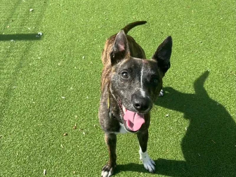 Mason, male young Staffordshire Bull Terrier for adoption at Dogs Trust Loughborough, Wymeswold