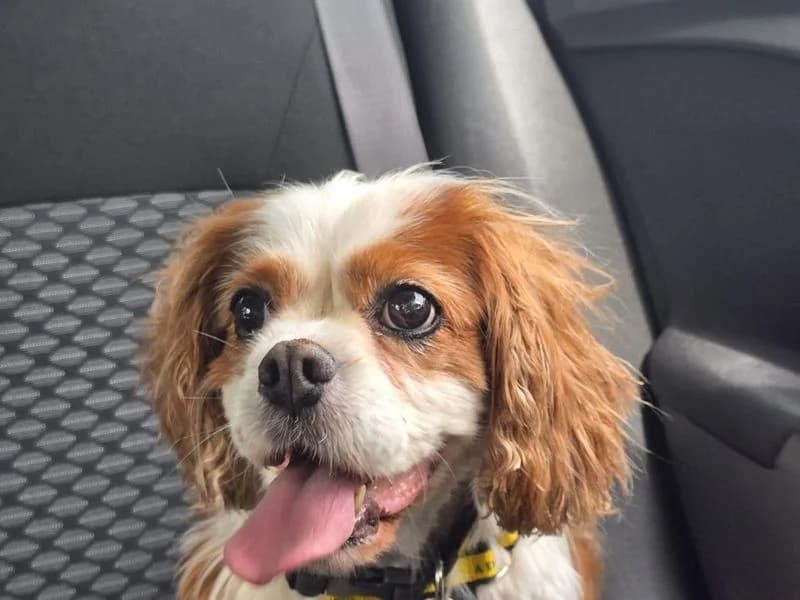 Bella, female senior Cavalier King Charles Spaniel for adoption at Dogs Trust Loughborough, Wymeswold