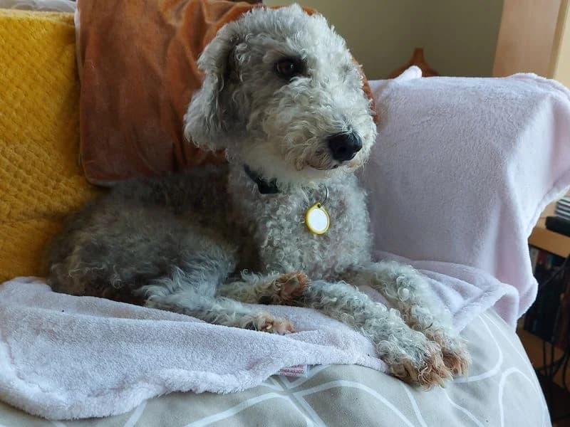 Polly, female senior mixed breed for adoption at Dogs Trust Loughborough, Wymeswold
