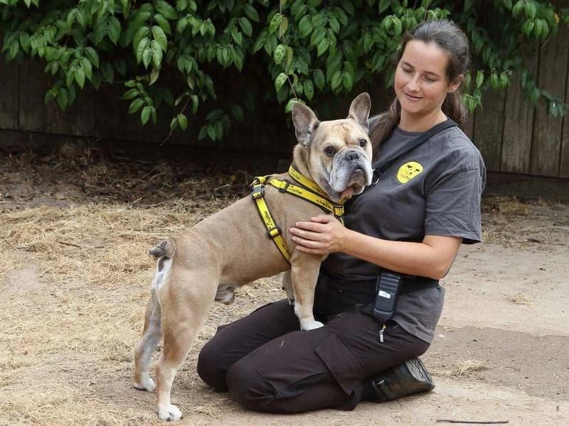 Ivan, male 5yo English Bulldog for adoption at Dogs Trust Loughborough, Wymeswold
