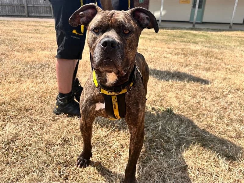 Ziah, female 4yo mixed breed for adoption at Dogs Trust Loughborough, Wymeswold