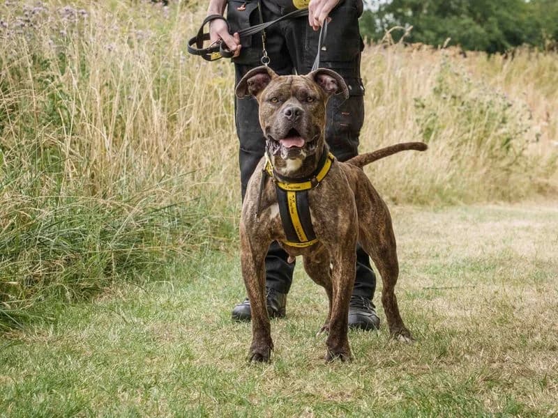 Ziah, female 5yo mixed breed for adoption at Dogs Trust Loughborough, Wymeswold