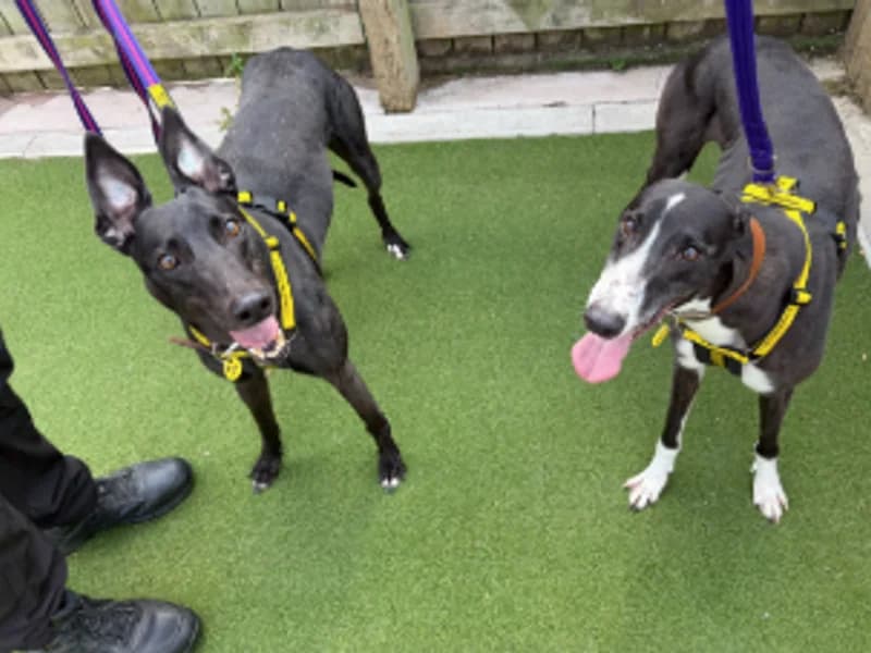 Fuchsia, female senior Greyhound for adoption at Dogs Trust Loughborough, Wymeswold