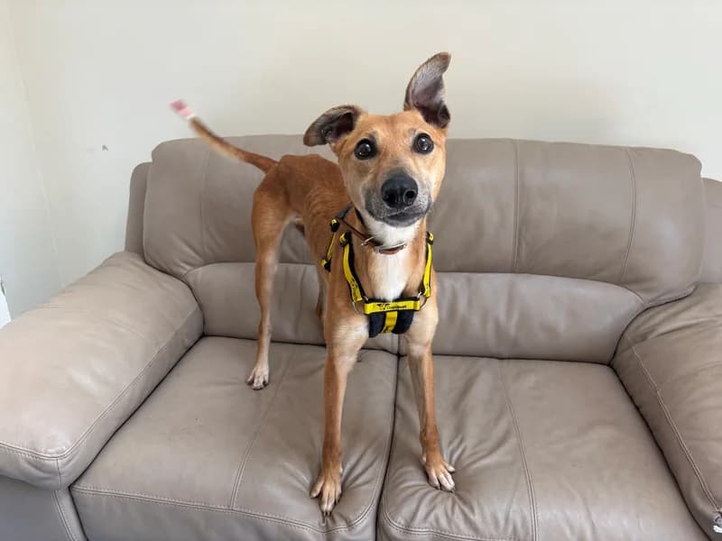 Diego, male 3yo Lurcher for adoption at Dogs Trust Loughborough, Wymeswold