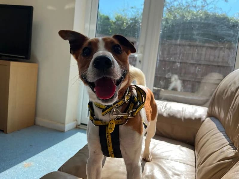 Acorn, male young Jack Russell Terrier for adoption at Dogs Trust Loughborough, Wymeswold
