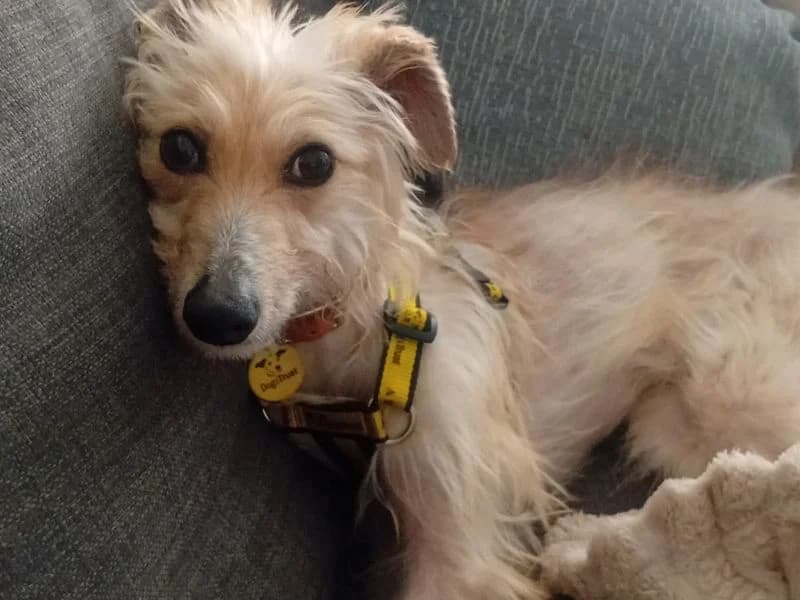 Buttercup, female young Whippet for adoption at Dogs Trust Loughborough, Wymeswold