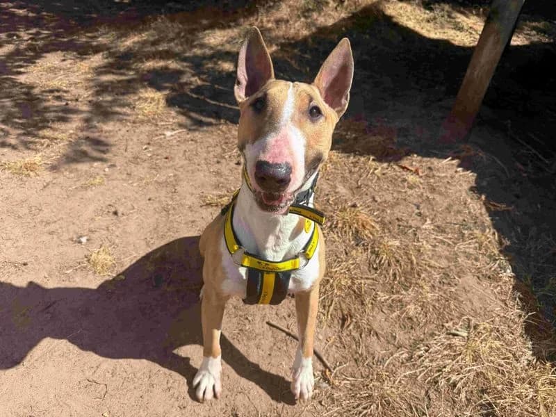 Rose, female young mixed breed for adoption at Dogs Trust Loughborough, Wymeswold