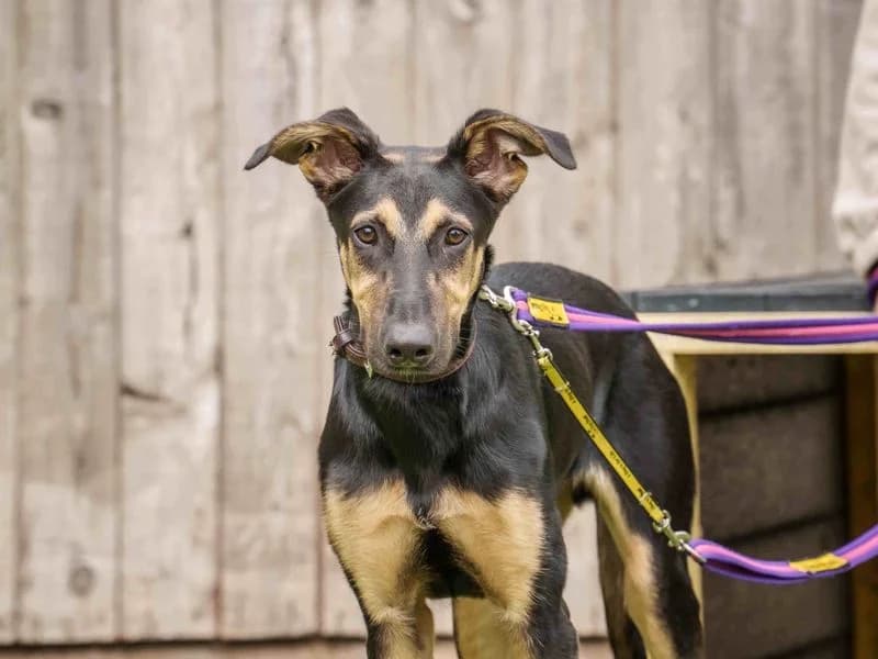 Rex, male puppy mixed breed for adoption at Dogs Trust Loughborough, Wymeswold
