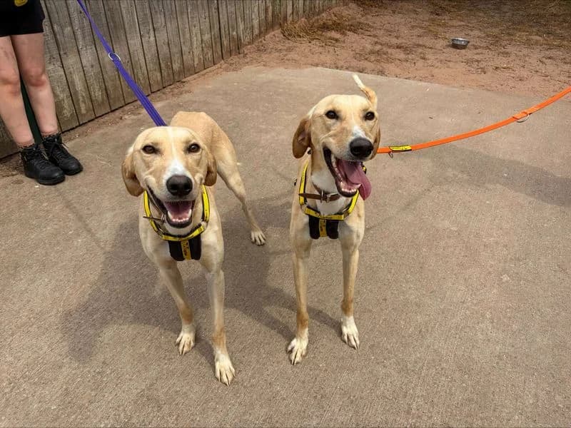 Gomez, male 4yo Lurcher for adoption at Dogs Trust Loughborough, Wymeswold