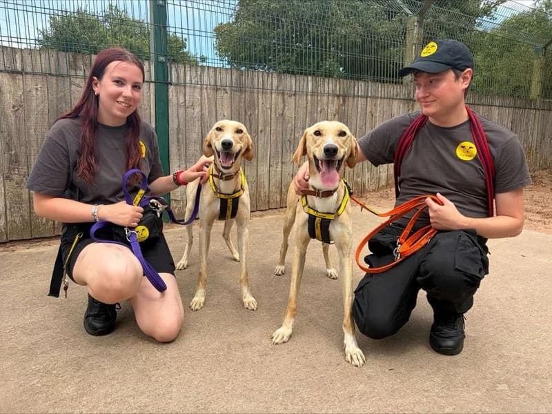 Fester, male 4yo Lurcher for adoption at Dogs Trust Loughborough, Wymeswold