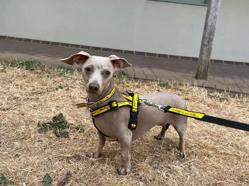 Izzy, female 5yo mixed breed for adoption at Dogs Trust Loughborough, Wymeswold