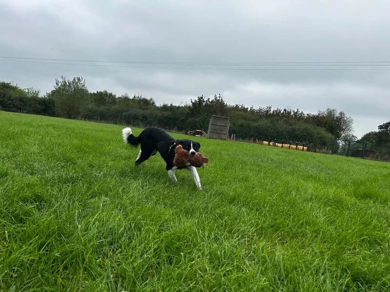 Bruce, male 3yo Border Collie for adoption at Dogs Trust Loughborough, Wymeswold