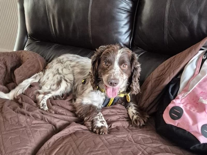 Suzie, female 3yo mixed breed for adoption at Dogs Trust Loughborough, Wymeswold