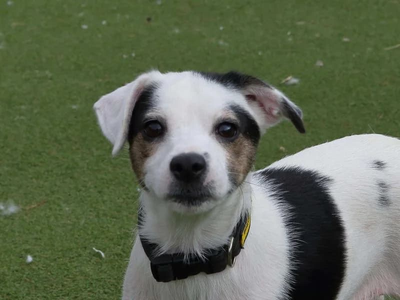 Tulip, female 3yo Jack Russell Terrier for adoption at Dogs Trust Loughborough, Wymeswold