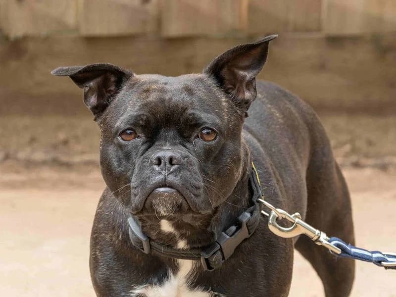 Pippa, female young English Bulldog for adoption at Dogs Trust Loughborough, Wymeswold