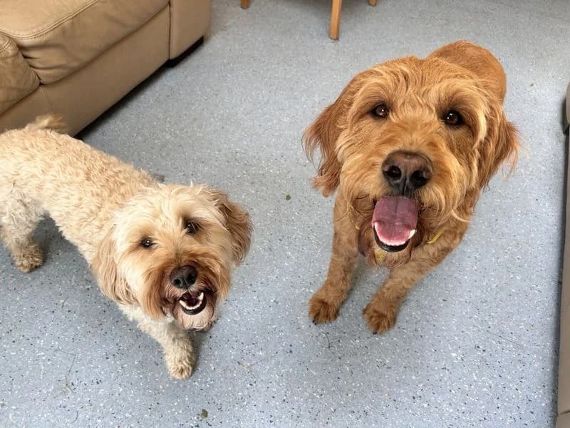 Scooby Doo, male 6yo Cocker Spaniel for adoption at Dogs Trust Loughborough, Wymeswold