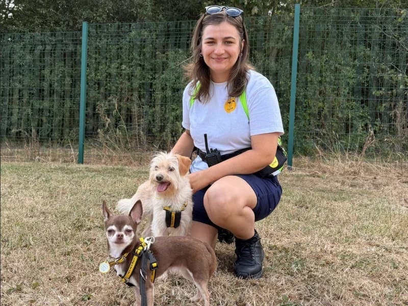 Trip, female 5yo Mixed Breed for adoption at Dogs Trust Loughborough, Wymeswold