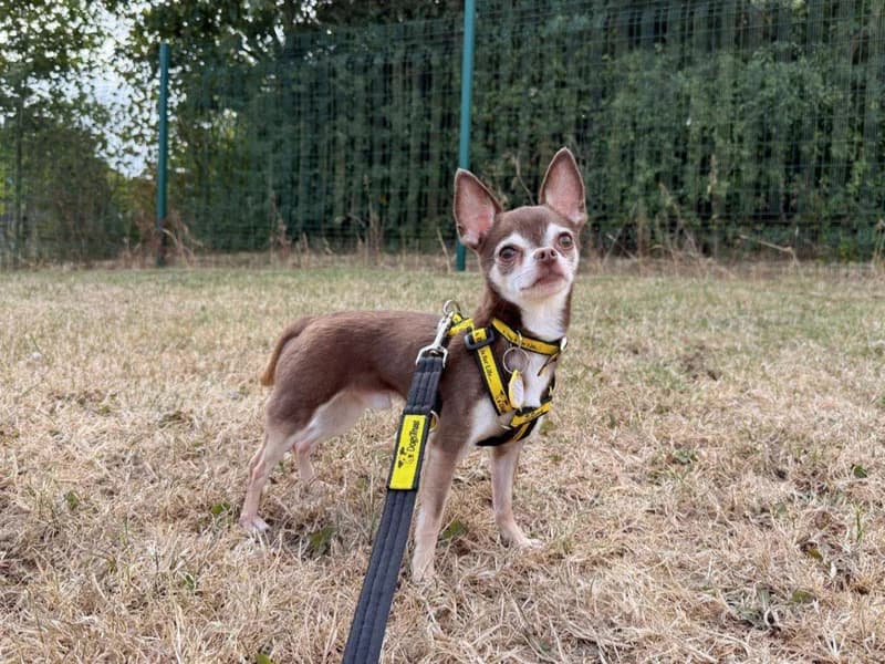 Maximus, male 3yo Chihuahua for adoption at Dogs Trust Loughborough, Wymeswold