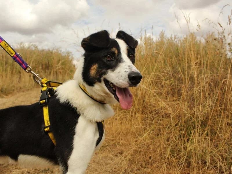 Xander, male young Border Collie for adoption at Dogs Trust Loughborough, Wymeswold
