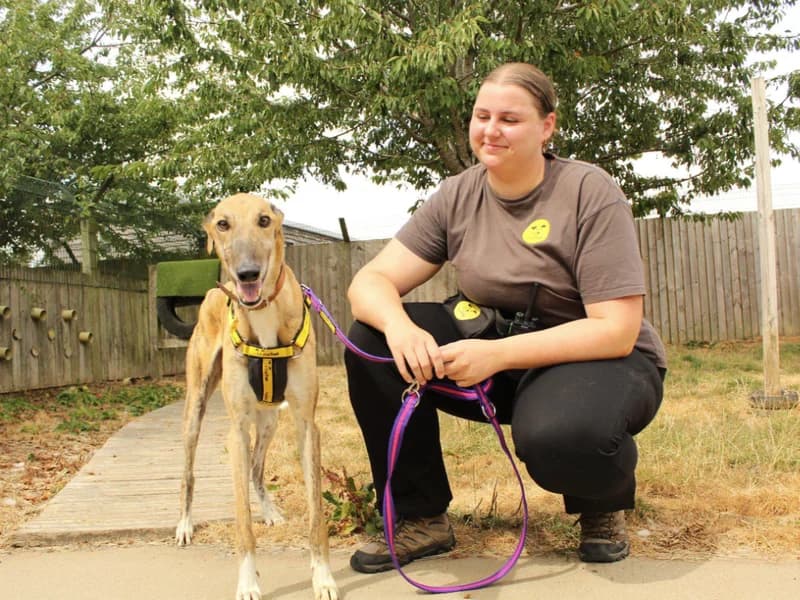 Spike, male 3yo Greyhound for adoption at Dogs Trust Loughborough, Wymeswold