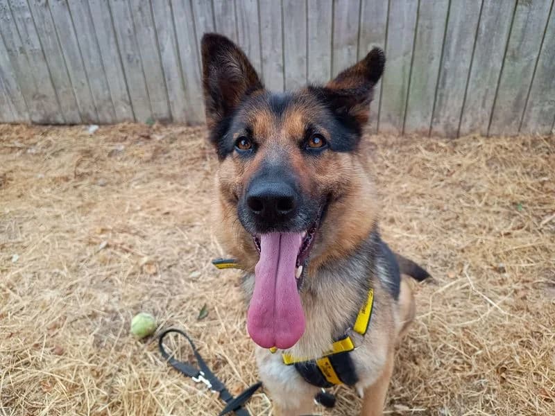 Buffy, female young mixed breed for adoption at Dogs Trust Loughborough, Wymeswold