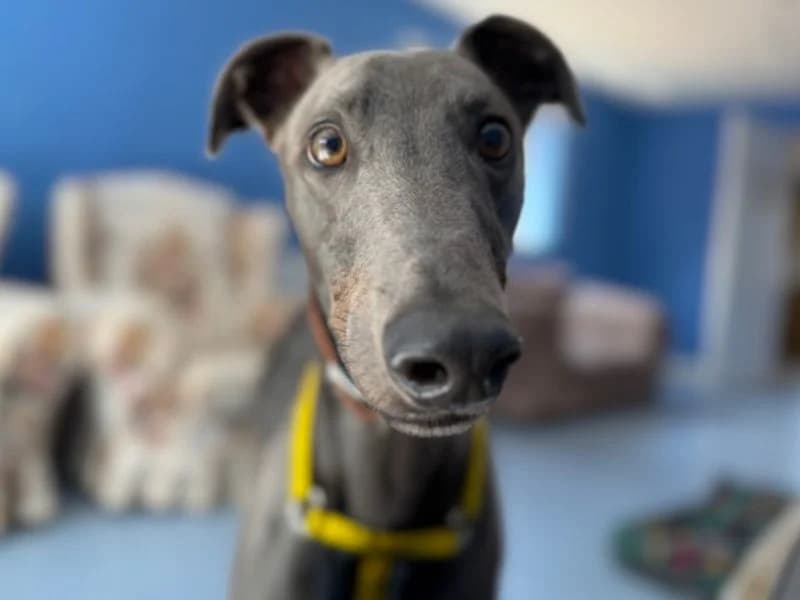 Sully, male young Greyhound for adoption at Dogs Trust Loughborough, Wymeswold