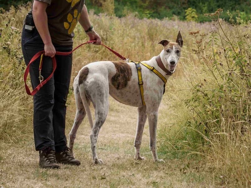 Mike, male 4yo Greyhound for adoption at Dogs Trust Loughborough, Wymeswold
