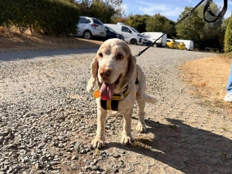 Cleo, female 7yo Cocker Spaniel for adoption at Dogs Trust Loughborough, Wymeswold
