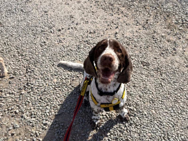 Lola, female 5yo mixed breed for adoption at Dogs Trust Loughborough, Wymeswold