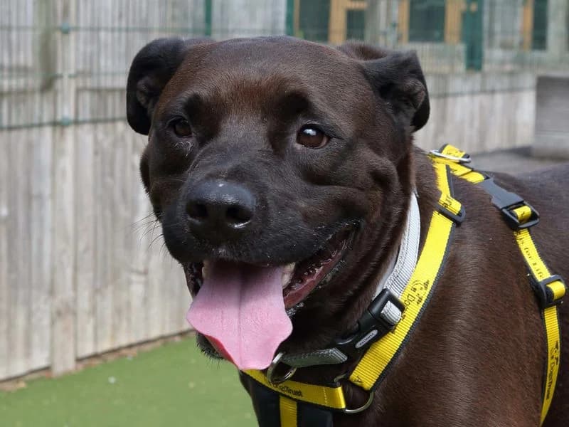 Owen, male 4yo Labrador Retriever for adoption at Dogs Trust Loughborough, Wymeswold