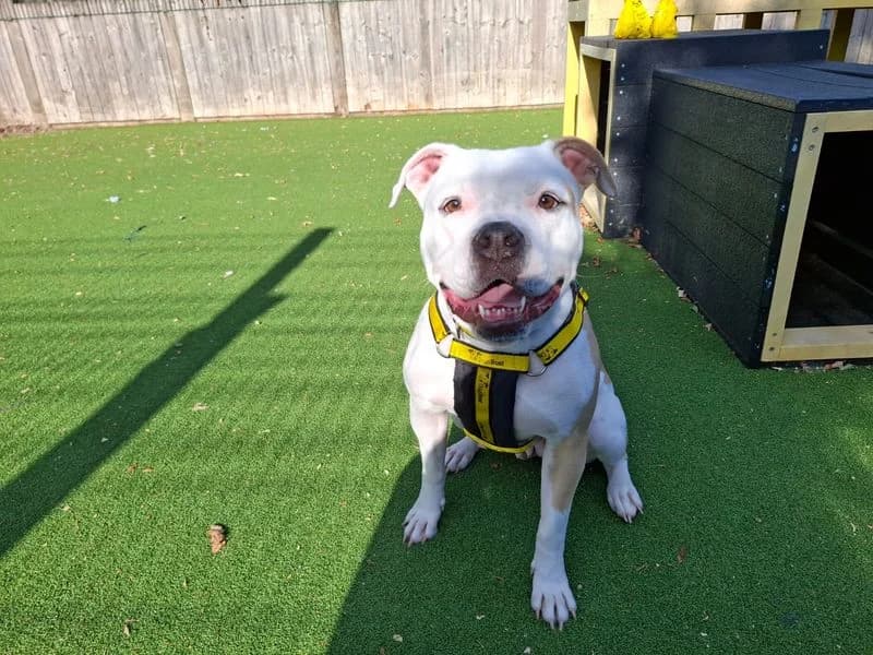 Orla, female young English Bulldog for adoption at Dogs Trust Loughborough, Wymeswold