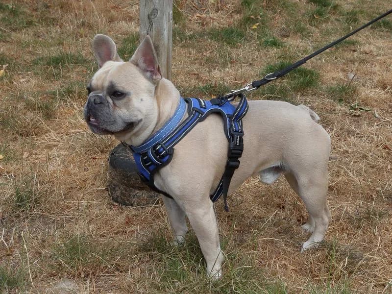 Milo, male young English Bulldog for adoption at Dogs Trust Loughborough, Wymeswold