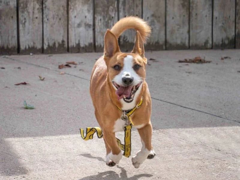 Rusty, male senior mixed breed for adoption at Dogs Trust Loughborough, Wymeswold