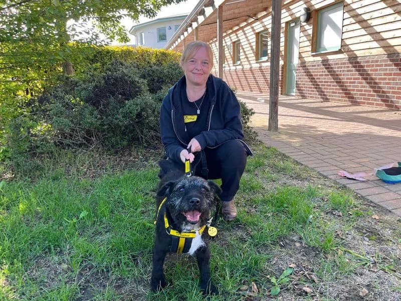 Tess, female senior mixed breed for adoption at Dogs Trust Loughborough, Wymeswold