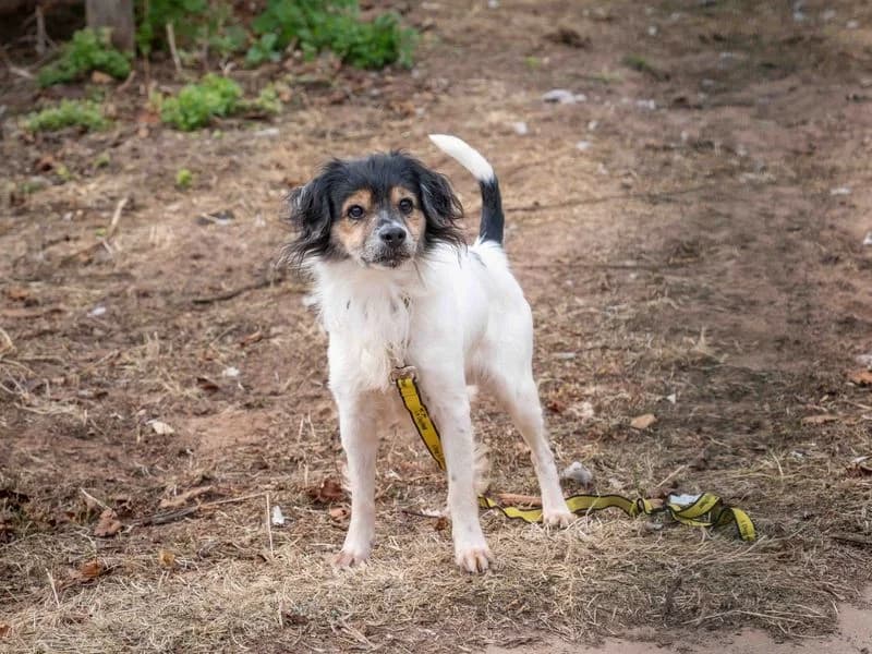 Derek, male 5yo Jack Russell Terrier for adoption at Dogs Trust Loughborough, Wymeswold